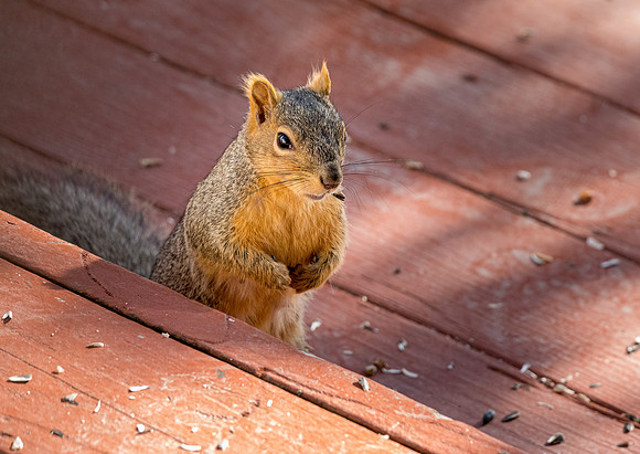 Squirrel