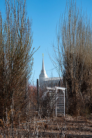 Ricks Garden before the trees bloom.