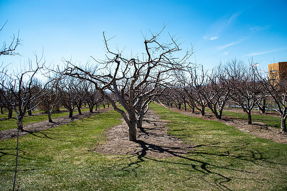 Ricks Garden before the trees bloom.