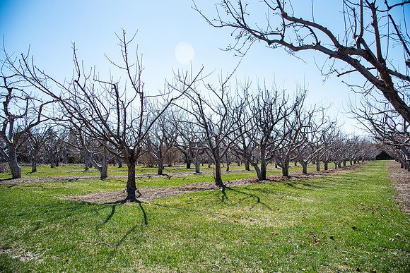 Ricks Garden before the trees bloom.