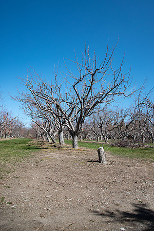 Ricks Garden before the trees bloom.