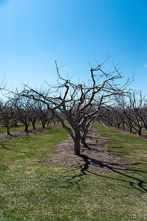 Ricks Garden before the trees bloom.