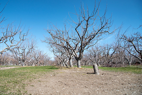 Ricks Garden before the trees bloom.