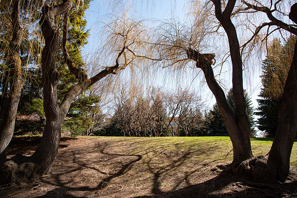 Ricks Garden before the trees bloom.