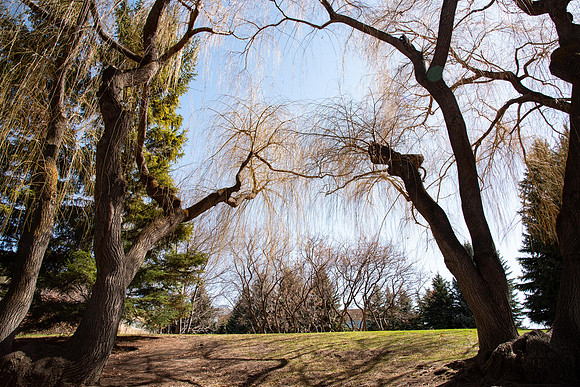 Ricks Garden before the trees bloom.