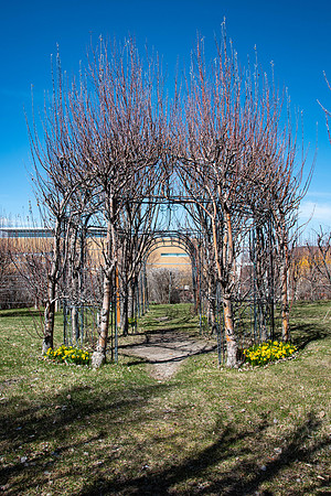 Ricks Garden before the trees bloom.