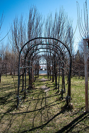 Ricks Garden before the trees bloom.