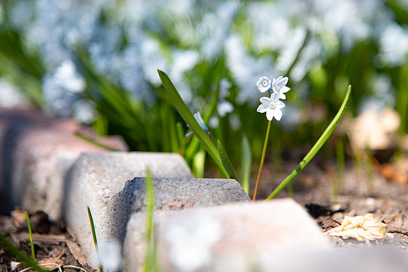 Flowers in the Ricks Garden at BYU-Idaho.