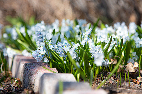 Flowers in the Ricks Garden at BYU-Idaho.