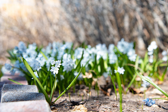 Flowers in the Ricks Garden at BYU-Idaho.