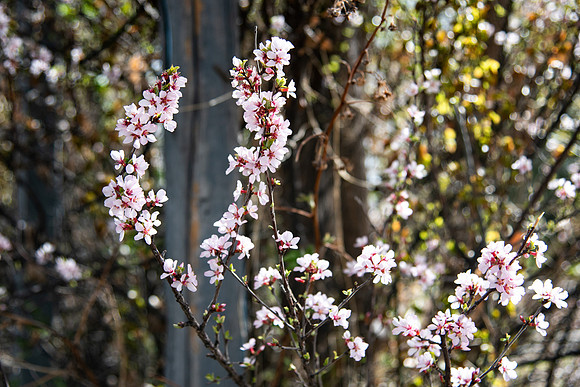 Flowers in the Ricks Garden at BYU-Idaho.