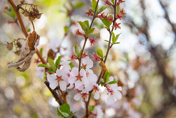 Flowers in the Ricks Garden at BYU-Idaho.