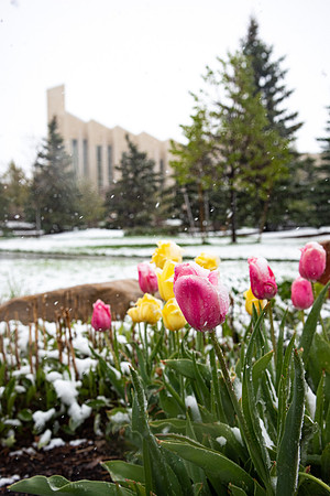 Another little snow storm blew through Rexburg on a beautiful spring morning.