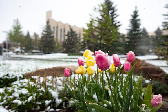 Another little snow storm blew through Rexburg on a beautiful spring morning.