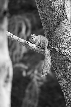 Campus Squirrel B&W - March 2025