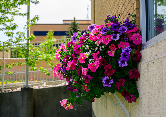 Watering flowers on East side of Clarke Building.