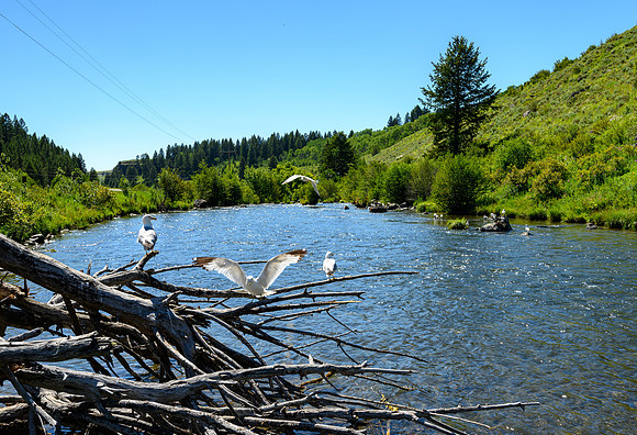 Warm River - July 2020