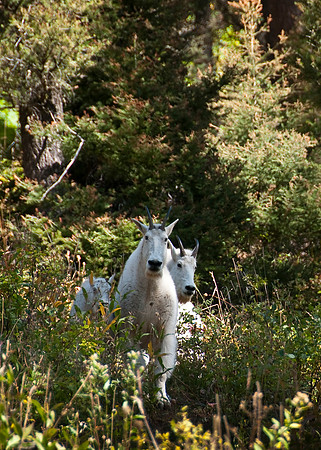 Targhee Creek Trail - Sept 2009