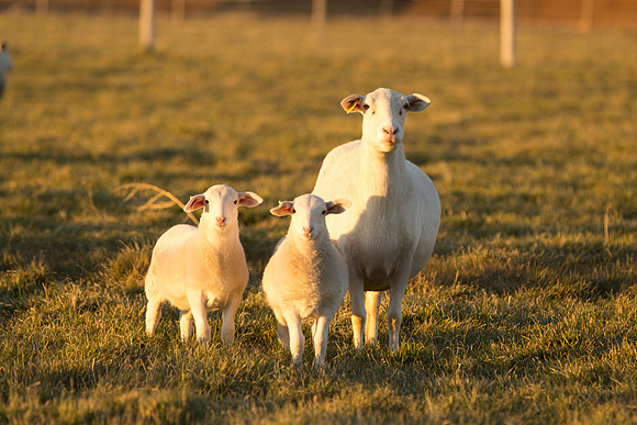 Lambs pose for picture.
