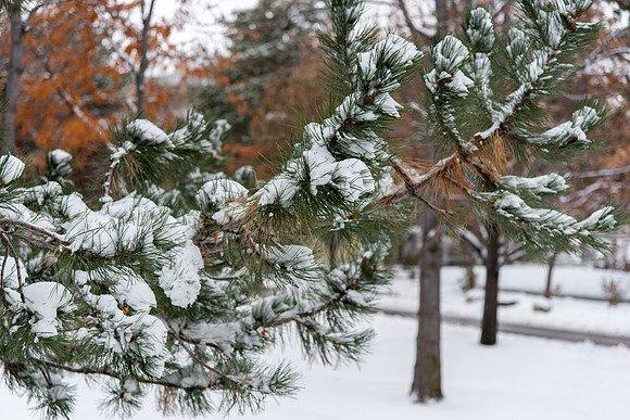 Snowy Campus - Nov 2020