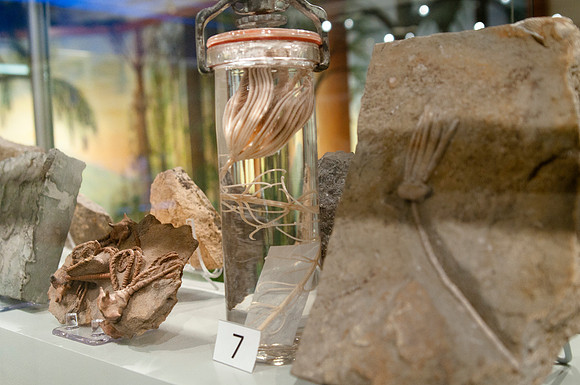 New displays to hold artifacts and mineral collection in the geology museum.