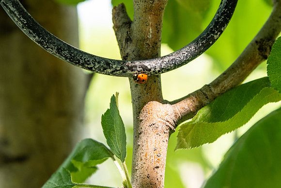 Apple Orchard - Aug 2021