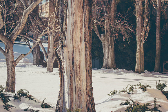 Trees in front of the Rigby Building.