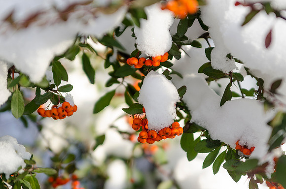 Snowfall stays on campus.
