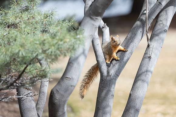 Campus Squirrel - March 2025