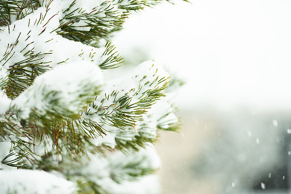 Campus snow - Nov 2024