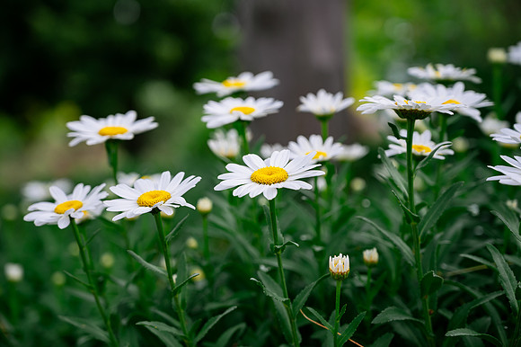 Campus Flowers - June 2025
