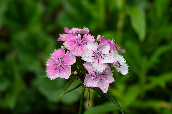 Campus Flowers - June 2025