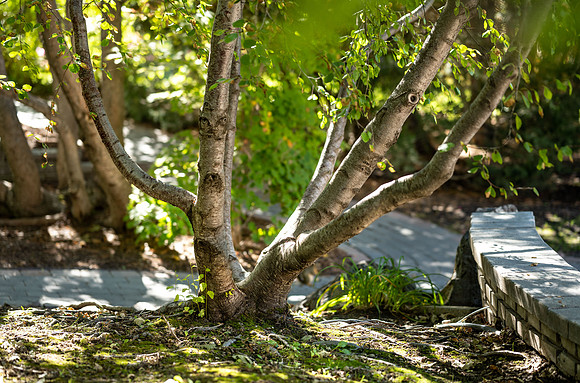 Ricks Gardens - Sept 2022