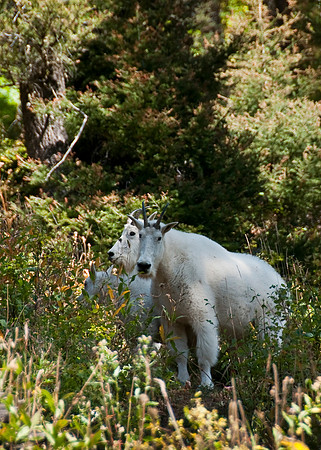 Targhee Creek Trail - Sept 2009