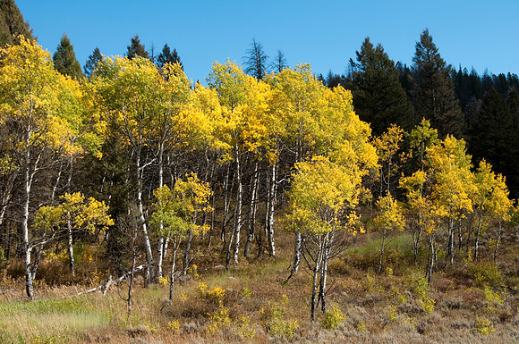Targhee Creek Trail - Sept 2009