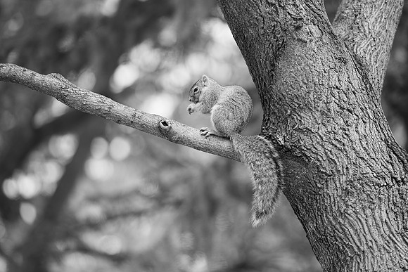 Campus Squirrel B&W - March 2025