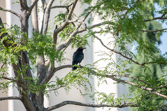 Birds on campus