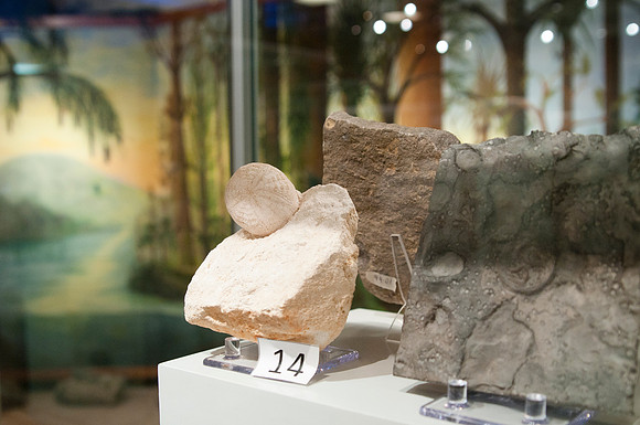New displays to hold artifacts and mineral collection in the geology museum.