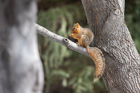 Campus Squirrel - March 2025