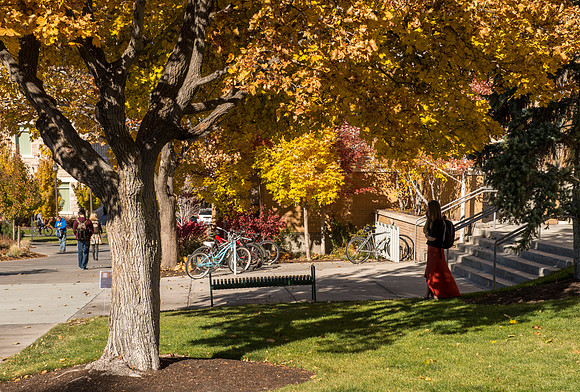 Trees outside the Clarke Building arrayed in full color.