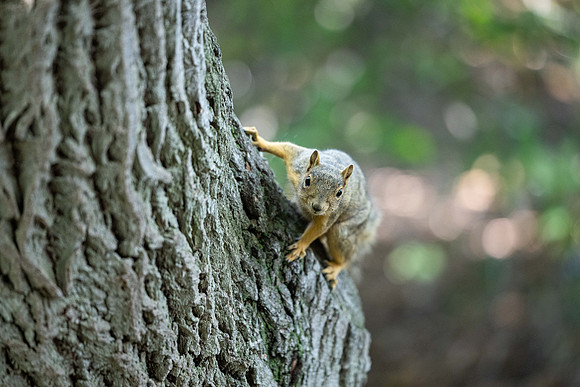 Animals on Campus - Aug 2024
