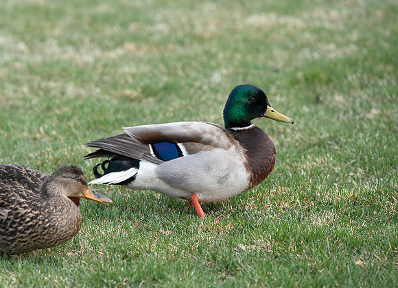 Ducks on BYU-I campus - Apr 2022