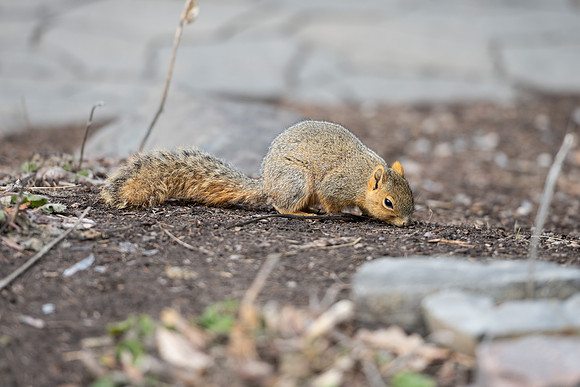 Campus Squirrel - March 2025