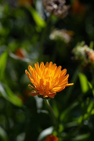 Nature on Campus - Aug 2024