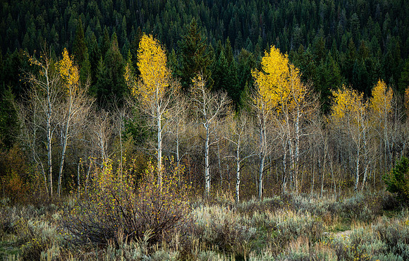 Tetons - Photo Excursion - Oct 2024