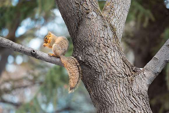 Campus Squirrel - March 2025