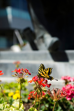 Butterful lands on flower.