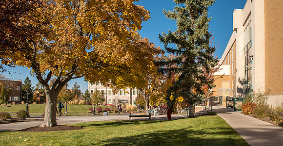Maple Trees outside the Clarke Building arrayed in full color.