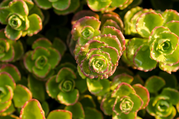 Beautiful succulent ground cover plants of the Sedum family, part of the new Taylor/MC water feature.