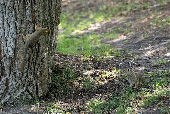 Animals on Campus - Aug 2024